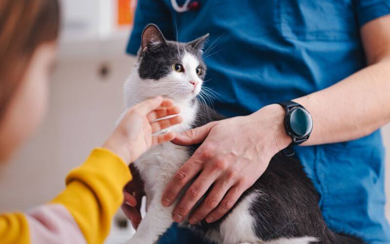 Vet and owner petting a cat