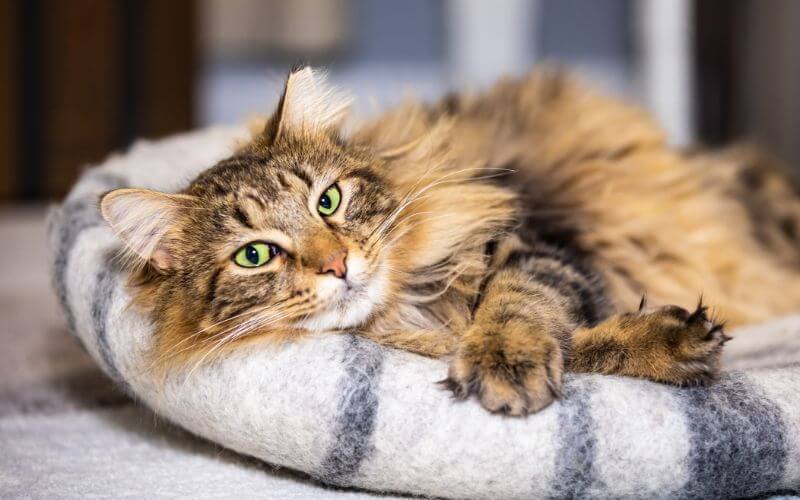 A cat laying on a cat bed