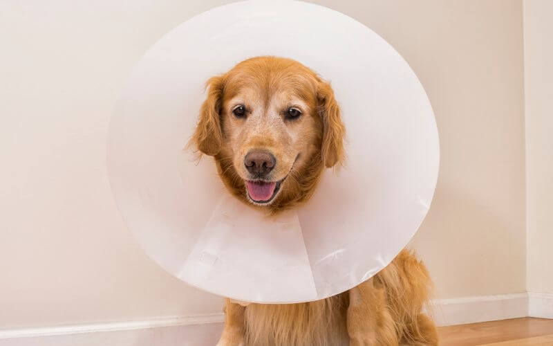 A dog wearing a surgery collar